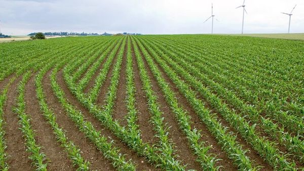 Sector bancario financió el cultivo de soja por G. 6 billones
