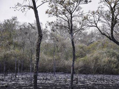 Del yaguarete al oso hormiguero, especies amenazadas por incendios