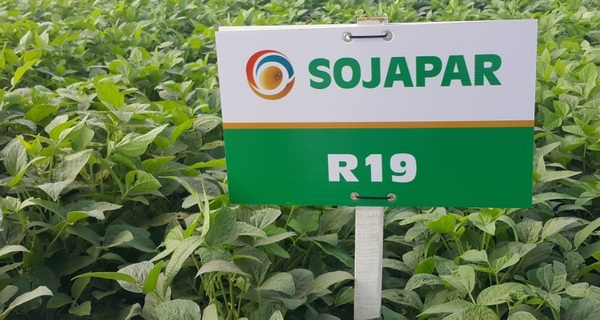 Paraguay es el 6to país con mayor superficie sembrada con cultivos OGM