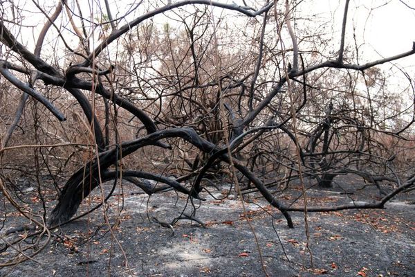 Del yaguareté al oso hormiguero, especies amenazadas por el fuego en Paraguay - Ciencia - ABC Color