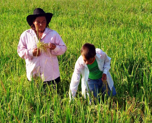 Sequía no detuvo la siembra de arroz