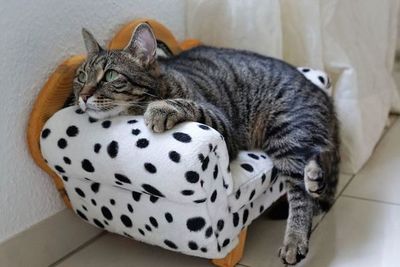 Gatos desarrollan apego con sus cuidadores al igual que niños y perros - Ciencia - ABC Color