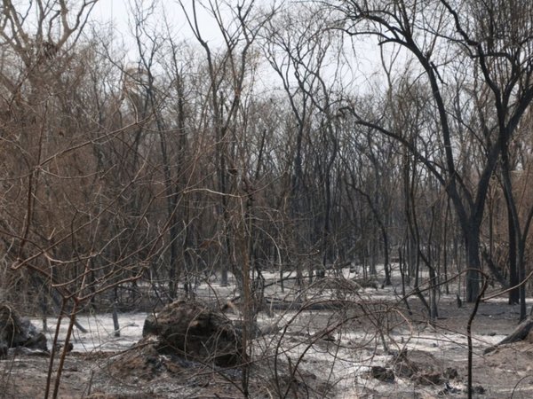 El fuego arrasó 6.000 hectáreas de bosques ancestrales en Chovoreca