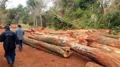 Depredan 3.000 hectáreas de reserva Morombí, en complicidad con Indert - Economía - ABC Color