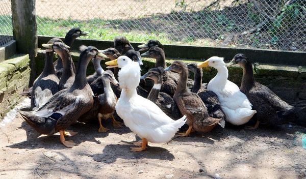 Aves exóticas como alternativa de turismo rural - ABC Rural - ABC Color