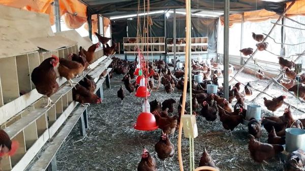 Producción de huevos bajo sistema ecológico - ABC Rural - ABC Color