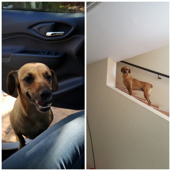 Estamos buscando a "PUPPA" | San Lorenzo Py