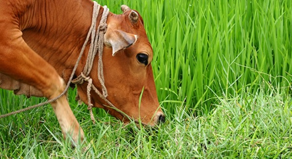 Socializan proyecto de prácticas sostenibles para soja y carne que mitiguen el cambio climático