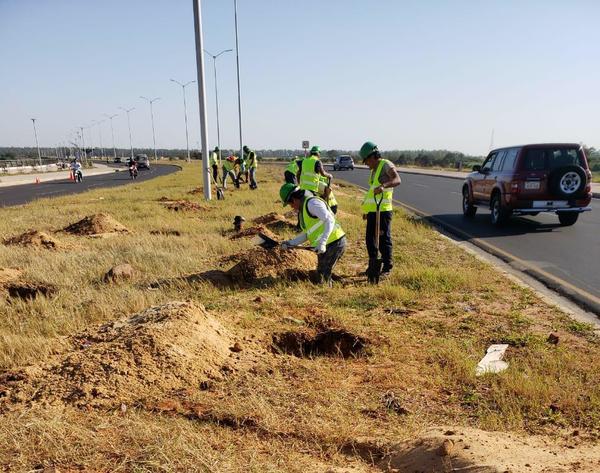 MOPC inicia plantación de 1.485 árboles de especies nativas en la Costanera Norte