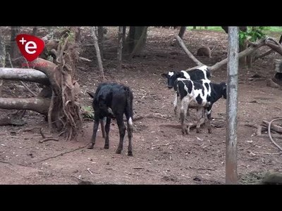 INICIA INTERVENCIONES ANTE DENUNCIAS POR TENENCIA DE ANIMALES DE GRANJA EN ZONA URBANA