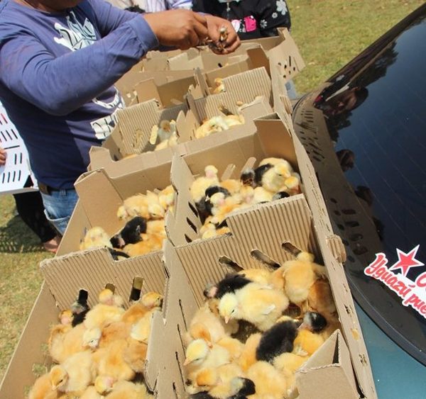 Entregan casi 10 mil pollitos en Yguazú