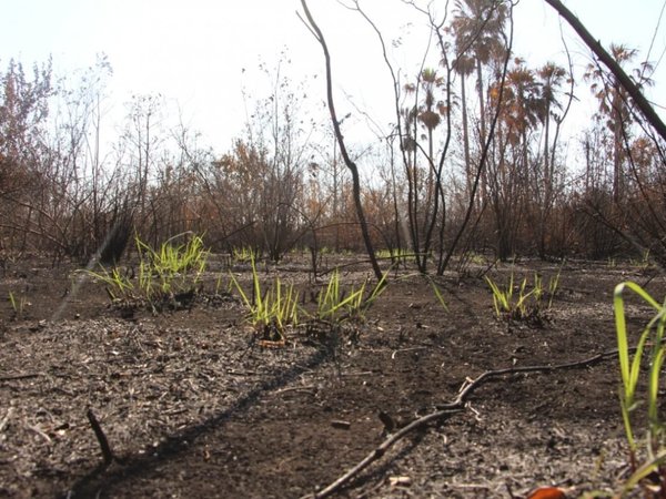 El Chaco tardará 6 años en recuperarse de incendios forestales
