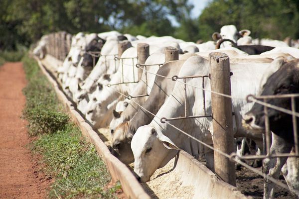 Micotoxinas en la producción animal: ¿Cómo detenerlas?