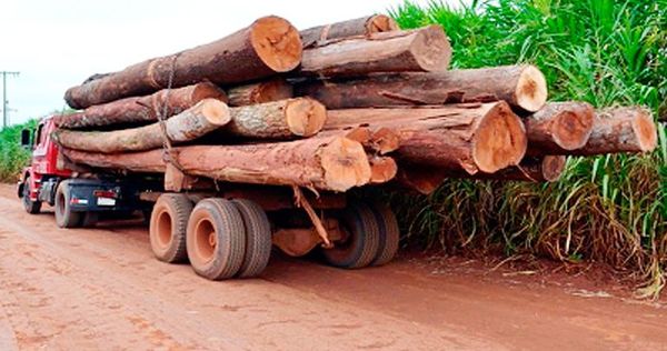Extracción de rollos de la reserva Morombí se convierte en millones - Economía - ABC Color