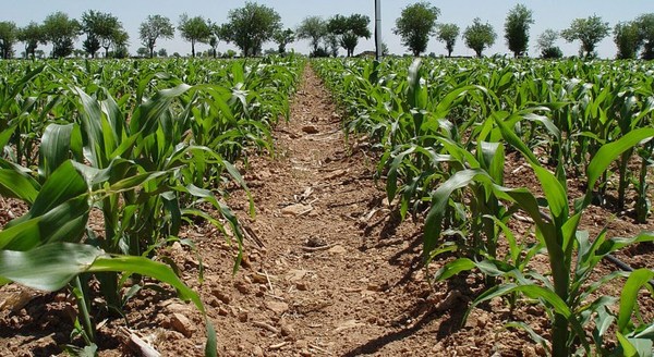 Seminario ProGrain busca tener una visión general de la actualidad del sector agrícola