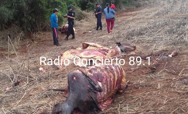 Abigeos siguen haciendo de las suyas en Minga Guazú