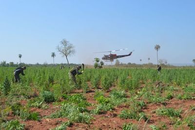 Destruyen 50 hectáreas de marihuana mecanizada en San Pedro - Nacionales - ABC Color