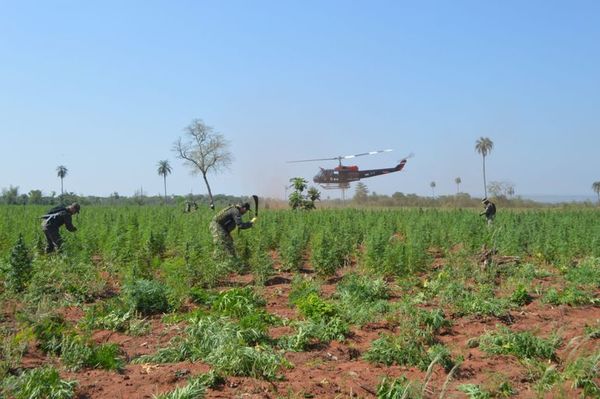 Destruyen 50 hectáreas de marihuana mecanizada en San Pedro - Nacionales - ABC Color