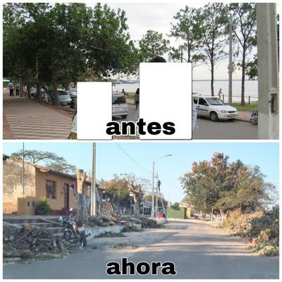 La Gobernación depreda árboles - Crónicas Ciudadanas - ABC Color