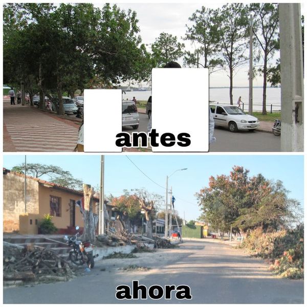 La Gobernación depreda árboles - Crónicas Ciudadanas - ABC Color