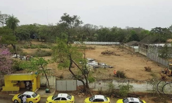 Municipalidad Asunción: tala de árboles en Félix Bogado y Japón “es irregular”