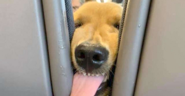 El perrito que causó furor en el avión