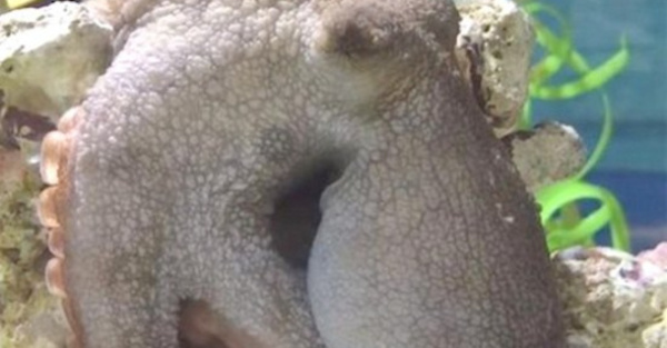 Ni cuando duerme descansa el pulpo ndaje