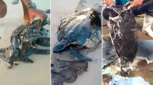 Múltiples derrames de petróleo amenazan la fauna en el noreste de Brasil - ADN Paraguayo
