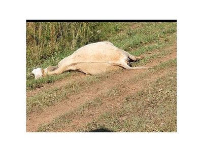 Murieron cinco vacas en accidente rutero