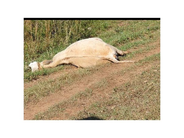 Murieron cinco vacas en accidente rutero
