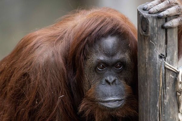 Orangutana declarada sujeto no humano en Argentina en viaje a EE.UU. - Ciencia - ABC Color