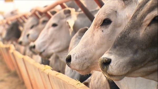 Afirman que carne paraguaya no puede seguir fuera de mercado asiático