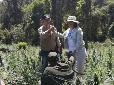 Paraguay y Argentina destruyen 100 hectáreas de marihuana en reserva