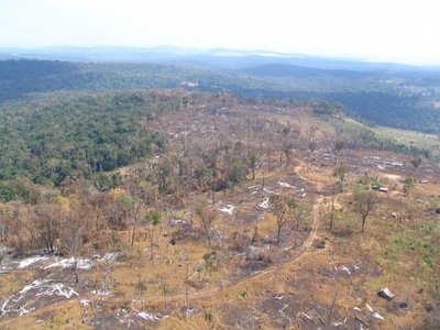De 27 millones de hectáreas de bosques en Paraguay solo nos quedan 12