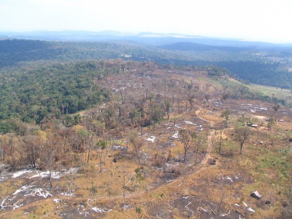 De 27 millones de hectáreas de bosques en Paraguay solo nos quedan 12