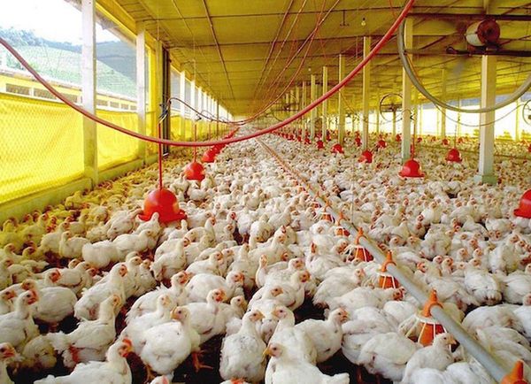 Ingresos del sector avícola caen 14%