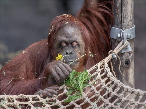 Orangutana declarada "persona no humana" comienza nueva vida