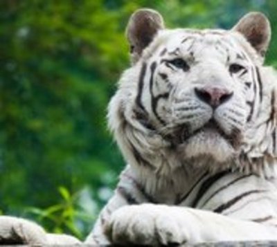 Mantenía a un tigre albino en su casa - Paraguay.com