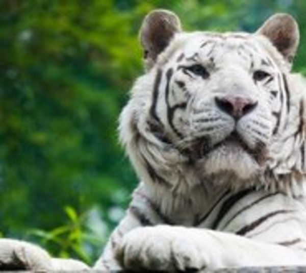 Mantenía a un tigre albino en su casa - Paraguay.com