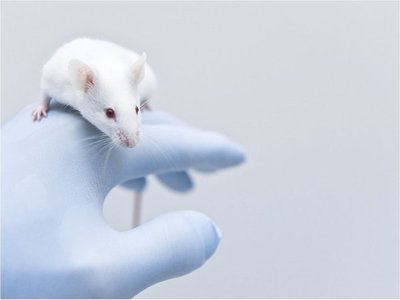 El viaje espacial no altera la fertilidad de los ratones