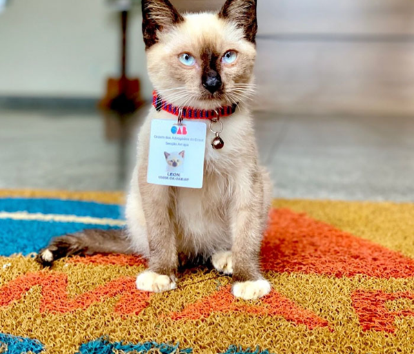 La inaudita historia del gatito callejero que se convirtió en abogado