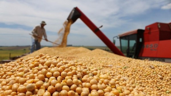 Hasta agosto de este año y frente al año pasado los ingresos por exportación de soja cayeron en unos 250 millones de dólares