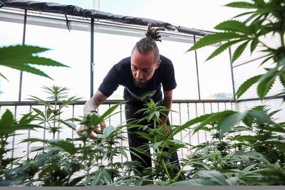 Más preguntas que respuestas en la regulación del cannabis médico en Ecuador - Mundo - ABC Color