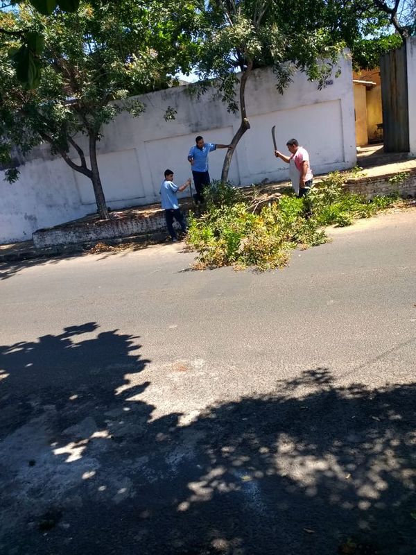 Cortan árboles plantados por vecinos - Crónicas Ciudadanas - ABC Color