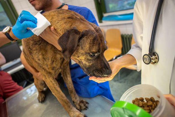 Donaciones de sangre de perro a perro - Mascotas - ABC Color