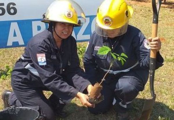 Bomberos fomentan la reforestación - Digital Misiones