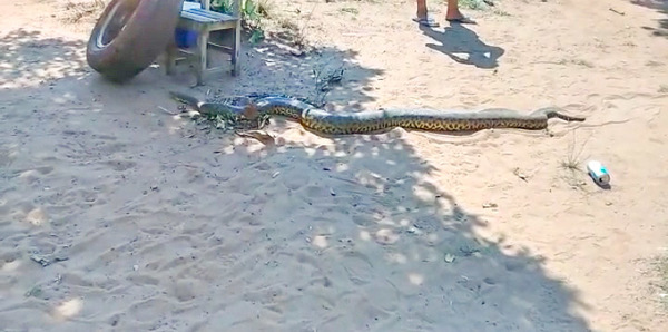 Hallan una serpiente de 7 metros en una chacra