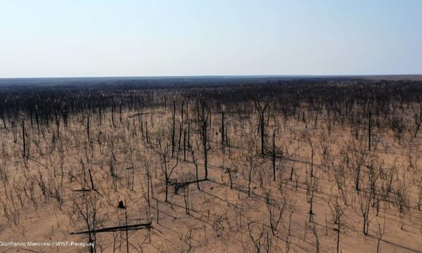 La mano del hombre causó el 70% de los incendios