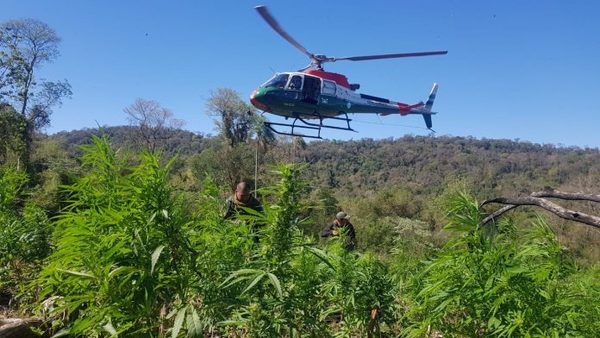 Paraguay y Argentina eliminan 493 toneladas de marihuana » Ñanduti