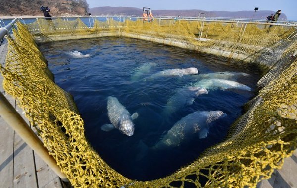 MULTAN CON USD 2 MILLONES A EMPRESAS POR LA “CÁRCEL DE BALLENAS”